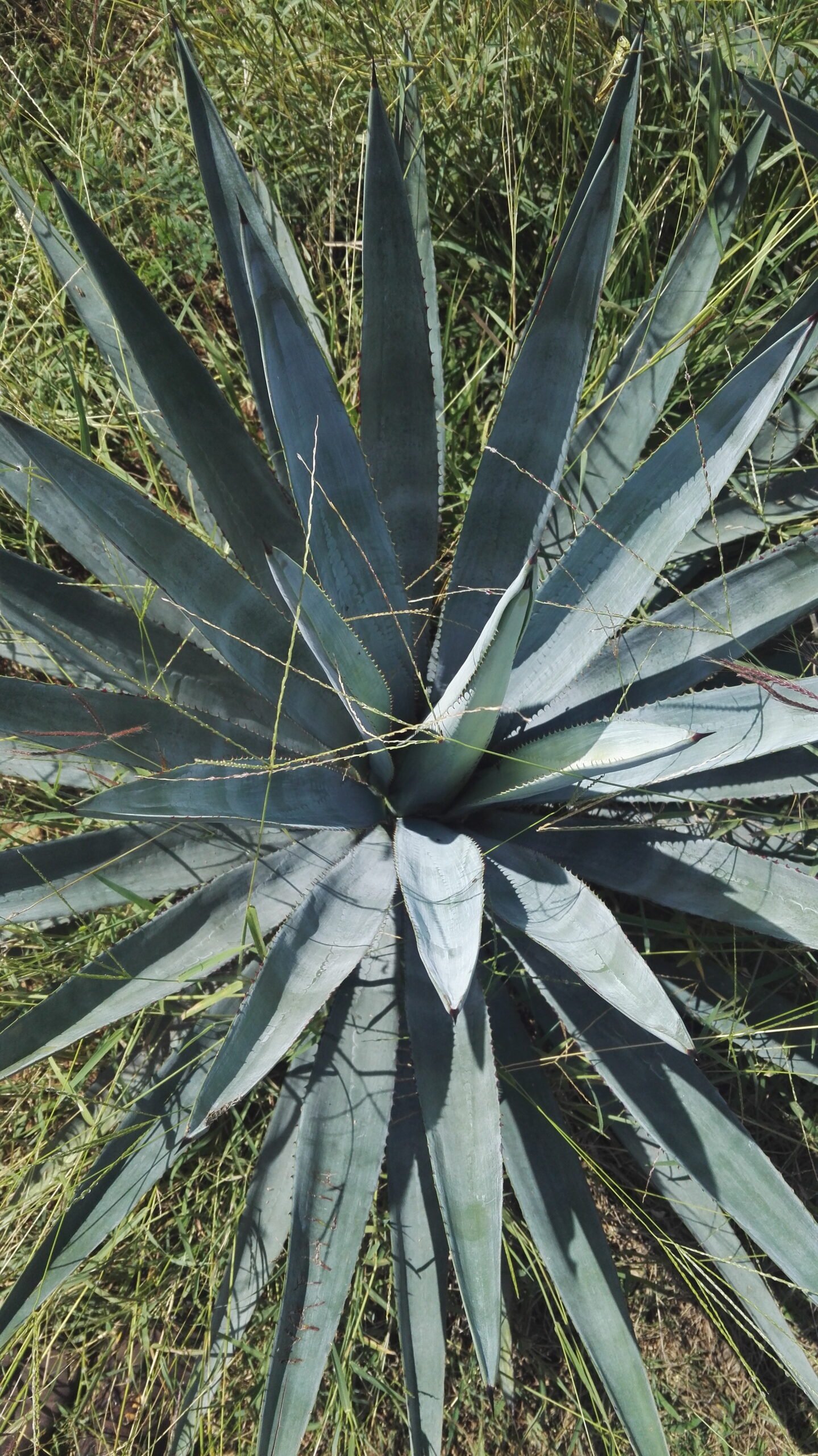 Agave plant