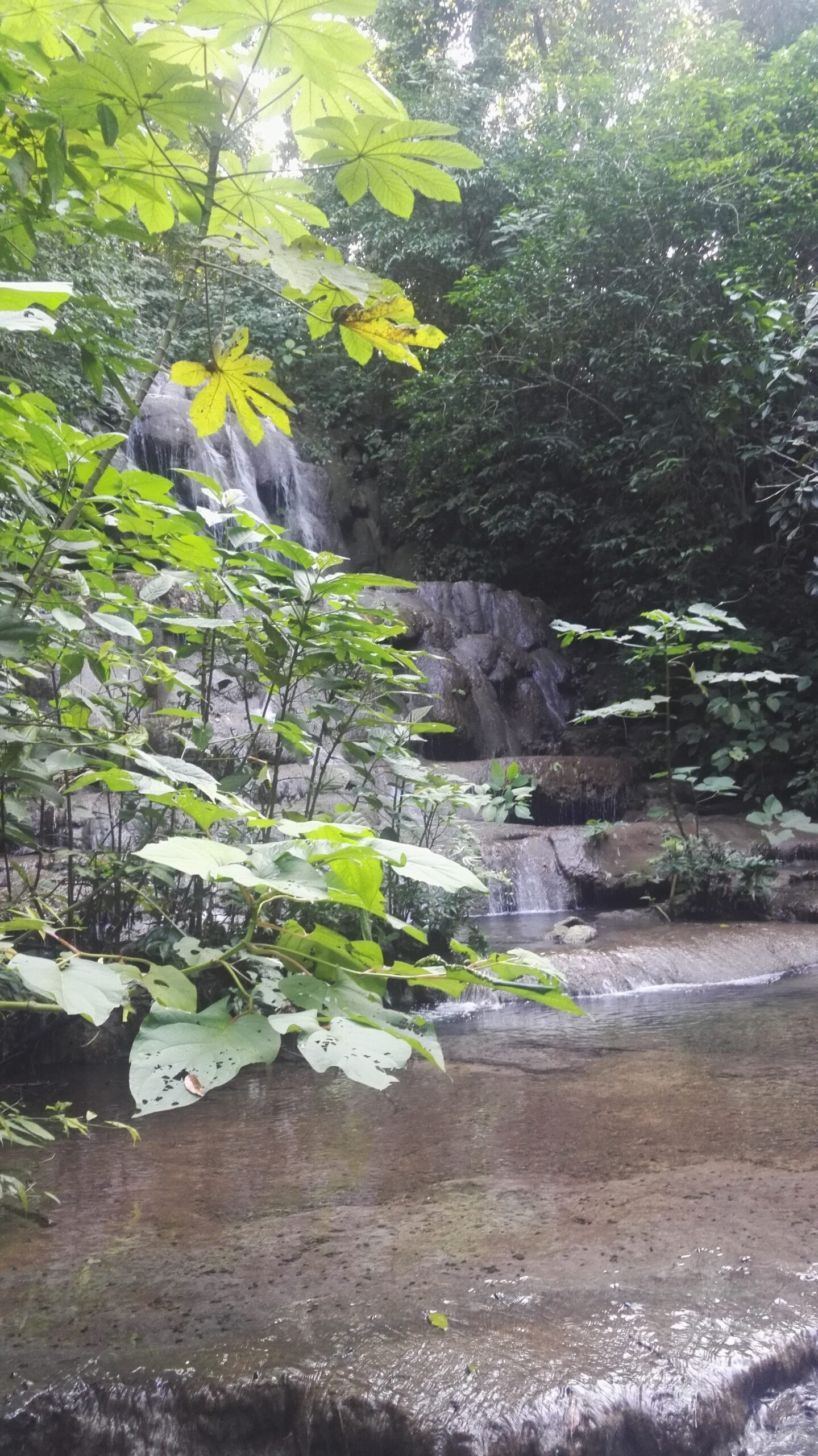 little waterfall behind some trees surrounded by jungle